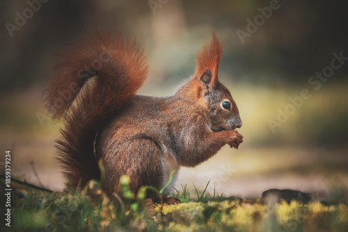 Fressendes Eichhörnchen auf der Wiese