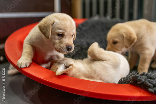 Four-week-old Labrador puppy playing with his sibling in a red bowl with a black vet bed; dog, animal, pet, companion animal, mammal, domestic dog, guide dog, dog with a mission