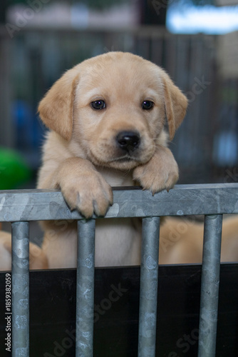 Handsome blonde Labrador Retriever puppy hanging with his front paws over an iron fence; dog, animal, pet, companion animal, mammal, domestic dog, guide dog, dog with a mission