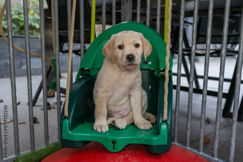 On the swing! A blonde Labrador puppy sitting proudly on a children’s swing; Labrador Retriever, dog, animal, pet, companion animal, mammal, domestic dog, guide dog, dog with a mission