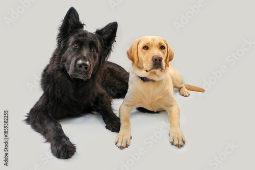 Black Old German Shepherd Dog lying and posing with a blond Labrador Retriever, dog, pet, companion animal, shepherd, herding dog, Labrador