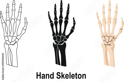 Collection of human hand skeleton illustrations including outline silhouette and anatomical views perfect for medical and educational purposes
