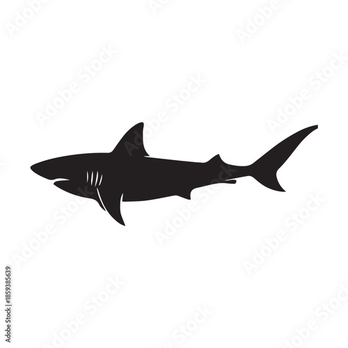shark vector illustration