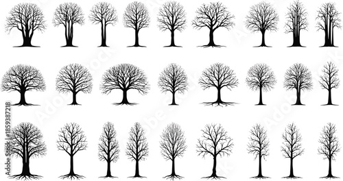 Bare Tree Silhouette Collection with Leafless Winter Deciduous Trees Showing Branches and Roots Black Vector Set