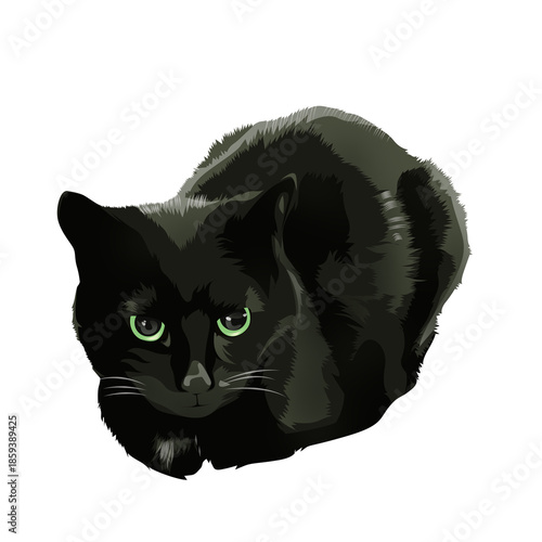 black cat on white background