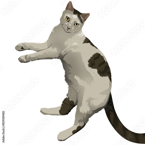Cat PNG
