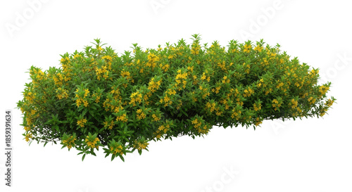 Flowering yellow shrub bush isolated PNG with Transparent Background