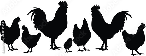 Silhouette of farm chickens and roosters standing in a row isolated on white background for poultry farming and livestock design