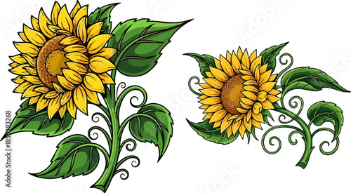 Detailed illustration of two beautiful bright yellow sunflowers with green leaves
