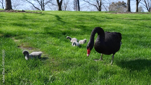 Two adult black swans and their baby black swans finding food on lawn, 4k slow motion footage, harmony wild animal in nature.