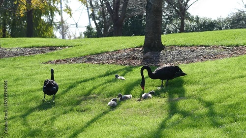 Two adult black swans and their baby black swans finding food on lawn, 4k slow motion footage, harmony wild animal in nature.