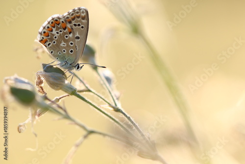 una farfalla licenide al tramonto