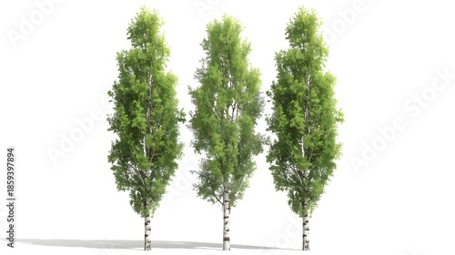 A single tall green tree with lush spring foliage and a trunk stands isolated on white background with a patch of fresh grass to represent summer growth in nature
