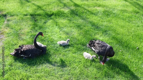 Two adult black swans and their baby black swans finding food on lawn, 4k slow motion footage, harmony wild animal in nature.