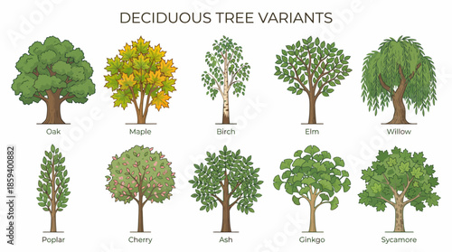 Deciduous Tree Variants Vector Set with Ten Unique Silhouettes for Botanical Education, Landscape Design, and Minimalist Nature-Themed Graphic Illustration Use