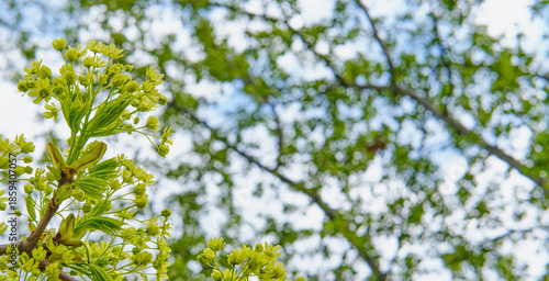 Bright yellow and green maple tree blossoms against blurred branches and blue sky