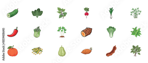 Variety of vegetables collection: spinach, radish, sweet potato, pumpkin, cilantro