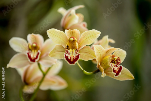 Bilde på lerret Beautiful and large cymbidium orchid blooms