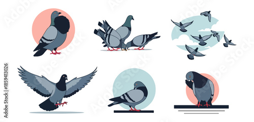 Pigeon illustrations set vector graphics various poses isolated elements