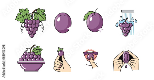 Purple fruit illustrations grapes and plums in various stages of preparation
