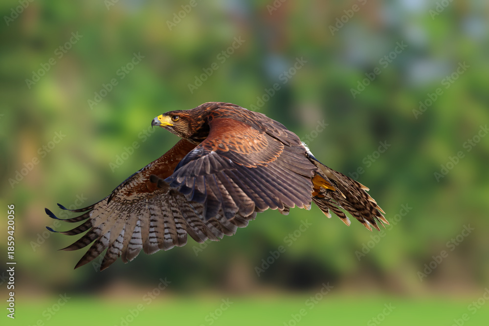 Fototapeta premium A beautiful Harris's Hawk flying in the forest.
