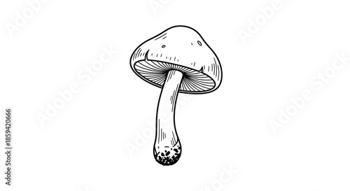 A hand-drawn sketch of a single tall, slender mushroom shown from a low angle, illustrated in a black and white line art style with texture.