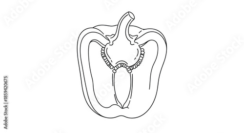 A clean black and white line drawing of a bell pepper cut in half, revealing the seeds and internal structure, perfect for a coloring page or recipe.