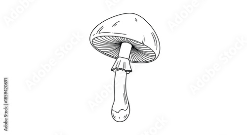 A hand-drawn sketch of a classic toadstool mushroom with a skirt on its stem, viewed from below to show the gills, in a black and white ink style.