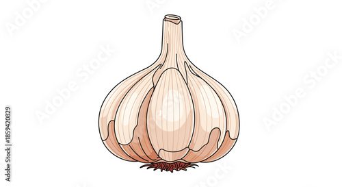 A detailed color illustration of a whole garlic bulb with a black outline, showing the papery skin and root base in a clean, hand-drawn style.