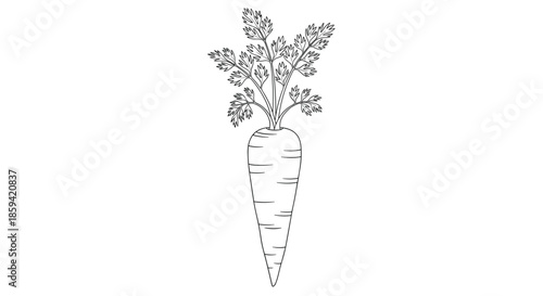 Simple black and white line art illustration of a fresh garden carrot with its leafy tops, perfect for coloring books or healthy eating concepts.