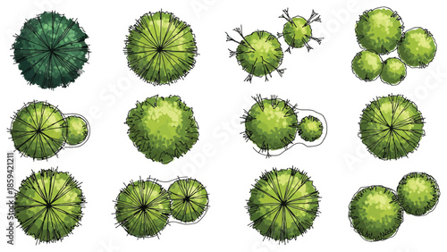 Isolated Vector Tree Top View for Landscape Design, Architecture, and Garden Planning