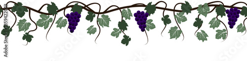 Grapes, climbing vine with berries, horizontal banner on a white background, vector image