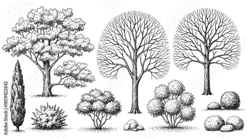 Minimal Sketch-Style CAD Tree Line Drawing, Side View Vector Outlines for Architecture and Landscape Design