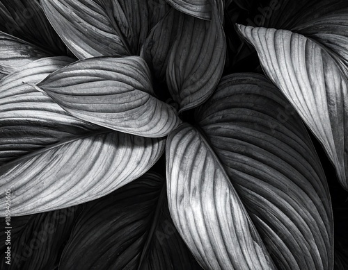 Black and white leafy plant with intricate veins and gentle curves filling the frame