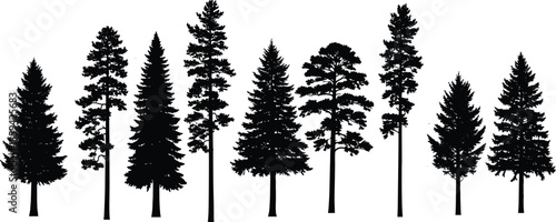 Pine tree forest silhouette set, coniferous fir spruce collection, nature landscape elements, isolated black shape, evergreen woodland, cad drawing flat vector illustration