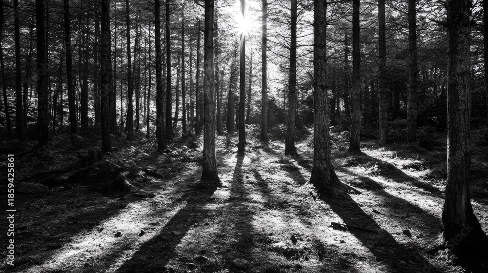 Fototapeta premium view in the forest decorated with sunlight