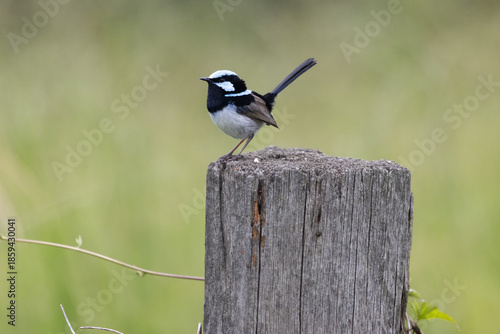 Tableau sur toile Superb Fairy-wren