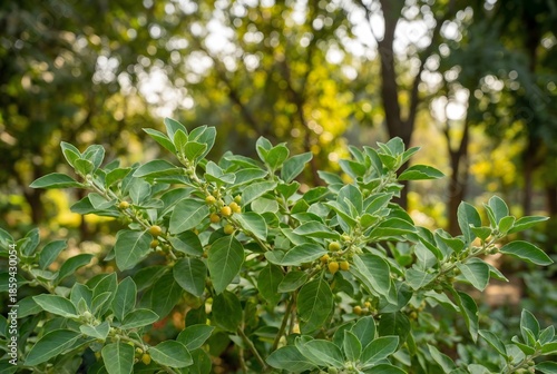 Ashwagandha medicinal plant growing naturally in a garden environment, Ashwagandha herb and leaves.