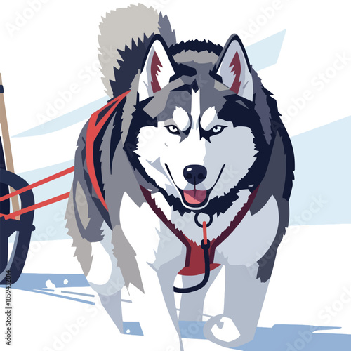 Husky Dog Wearing Red Harness.