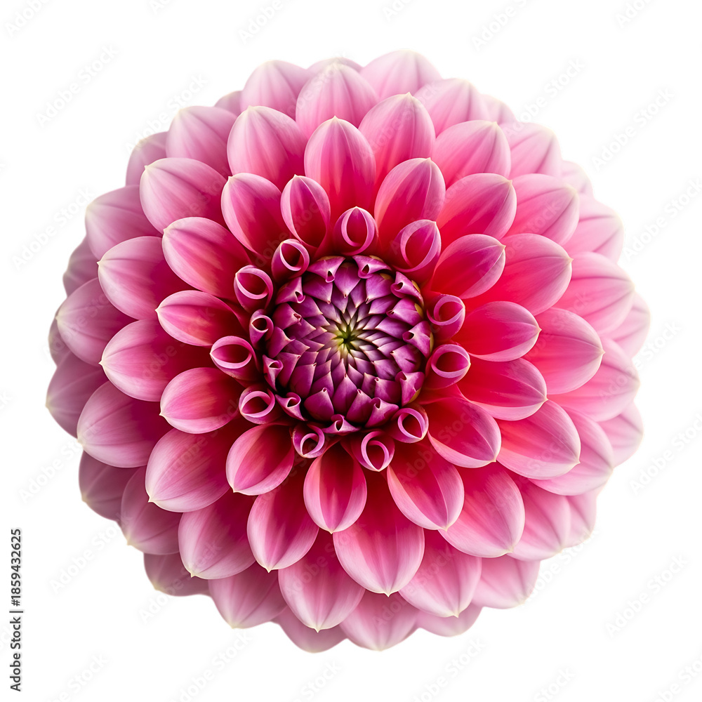 Fototapeta premium Beautiful pink dahlia flower isolated on white background isolated on transparent background