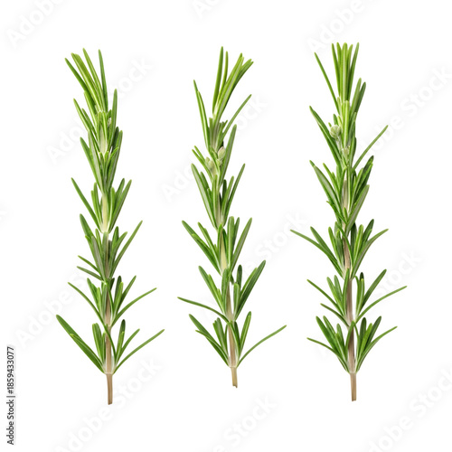 Fresh rosemary herb sprigs isolated on white background isolated on transparent background