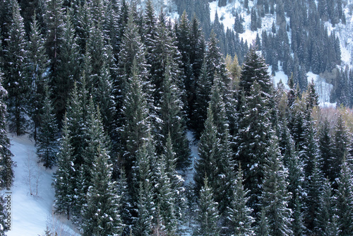 snow covered trees