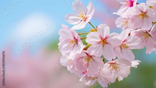 Closeup of beautiful light pink cherry blossoms sakura blooming on a branch against a soft blue and green bokeh background in spring
