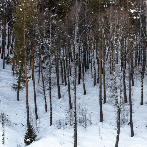 snow covered trees in the forest