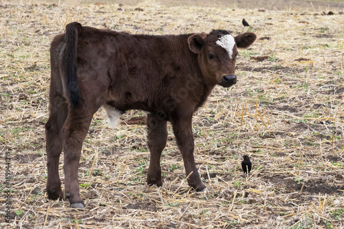 Side view of a brown baby calf with a white facial marking standing on yellow straw.