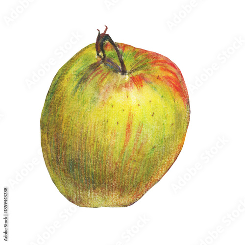 Apple. A sketch in watercolor and colored pencils.