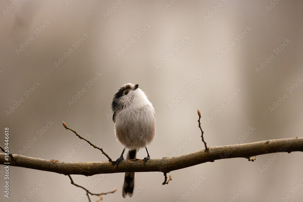Fototapeta premium long-tailed tit sits on a branch