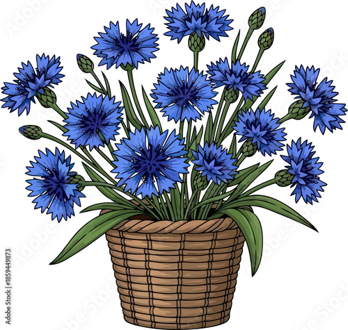 country blue charm handdrawn bachelors buttons flourishing in a woven basket, vector isolated on transparent background