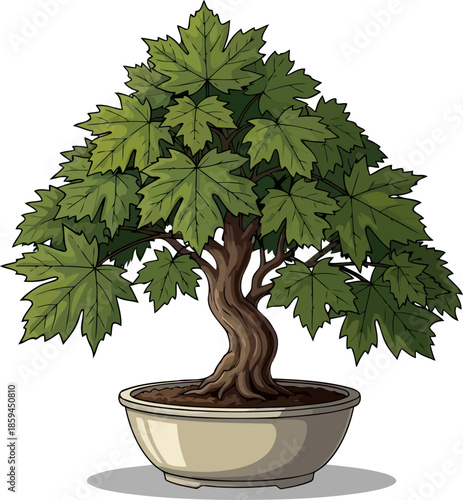 evergreen storyteller whimsical maple bonsai, a tapestry of tranquil growth, vector isolated on transparent background