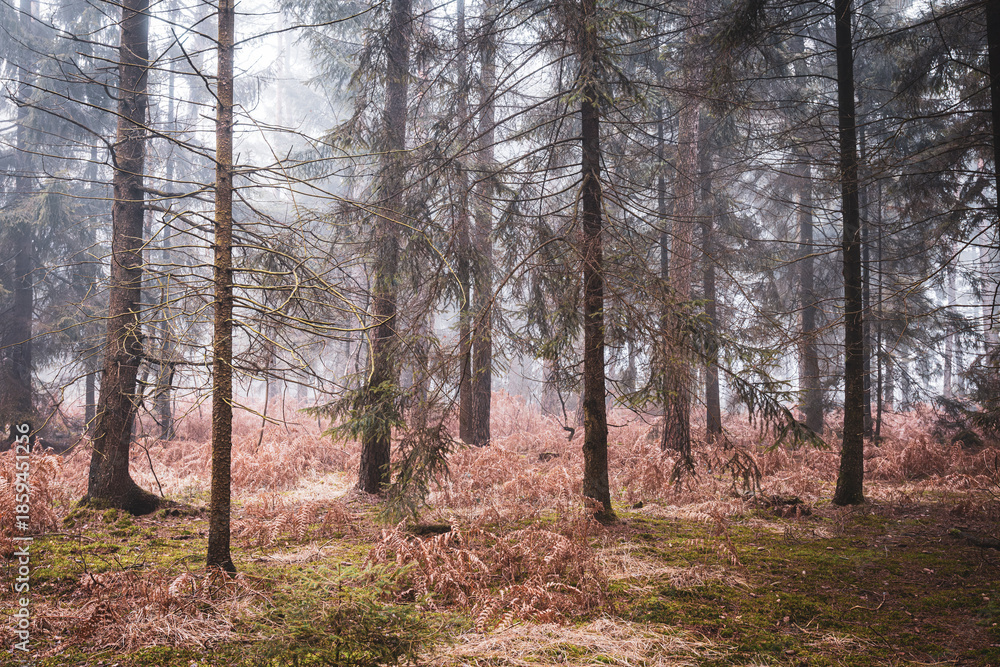 Obraz premium Green mossy forest in winter fog with wet tree trunks and a cold moody atmosphere